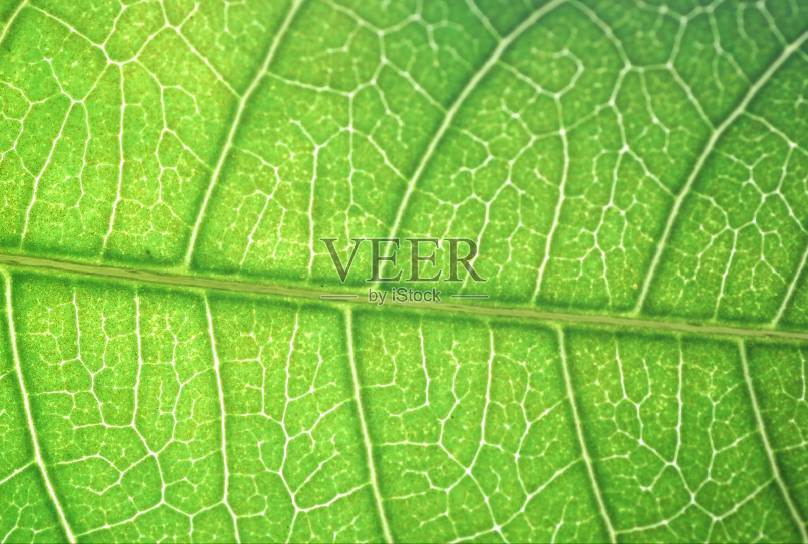 绿色的叶子照片摄影图片