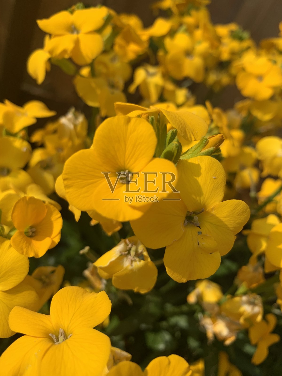 黄色的花照片摄影图片