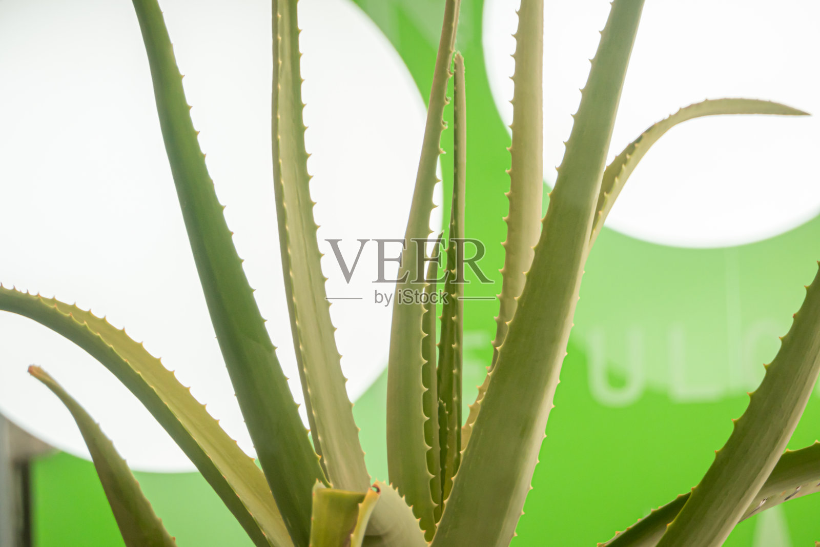 芦荟植物，绿色背景配白光照片摄影图片