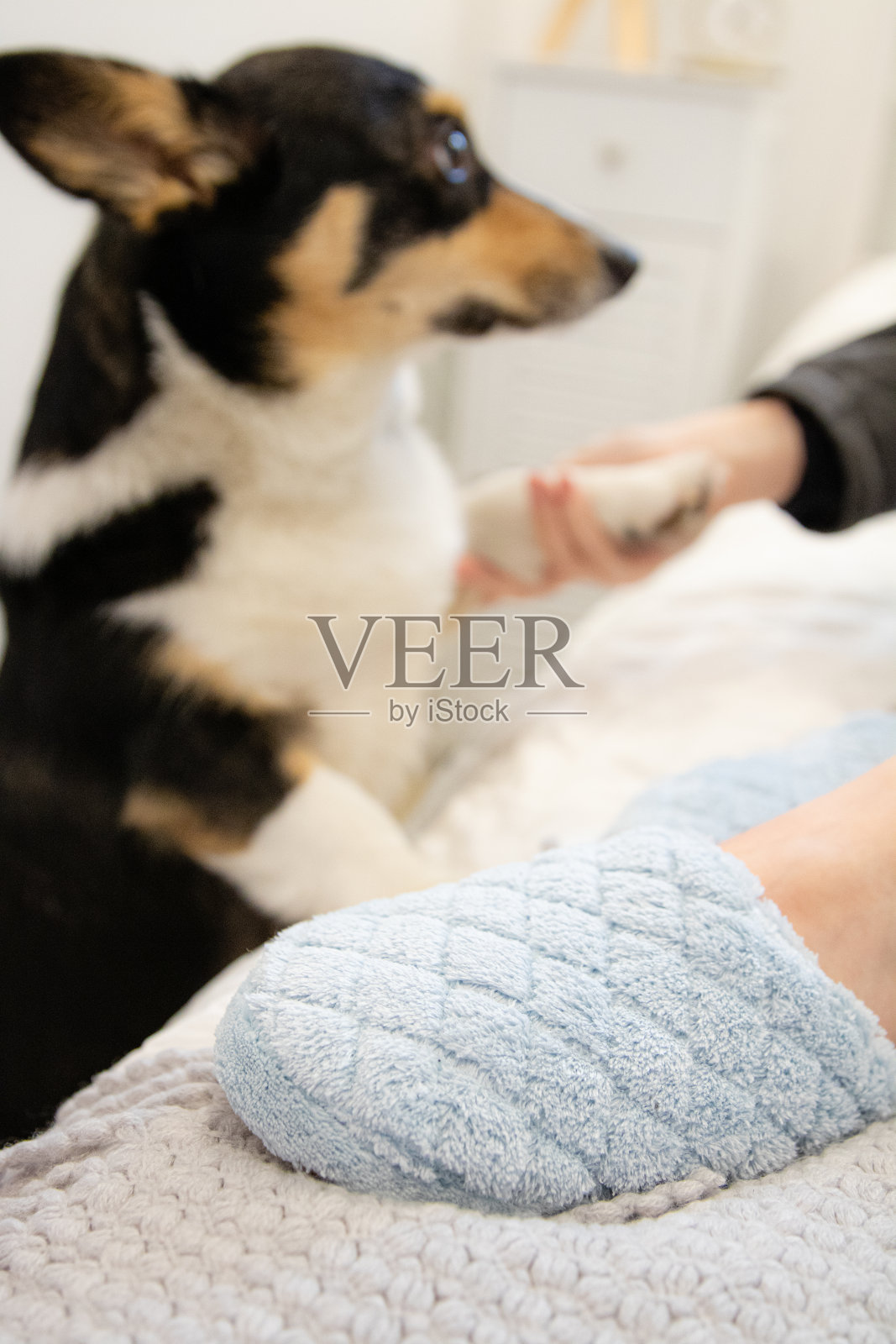 女人躺在床上，穿着睡衣和舒适的蓝色拖鞋，花时间与忠诚的宠物狗。照片摄影图片