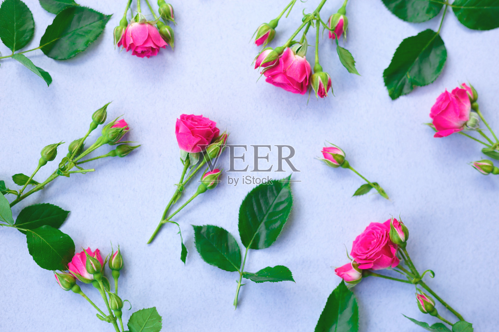 蓝色背景上的粉色玫瑰花。照片摄影图片