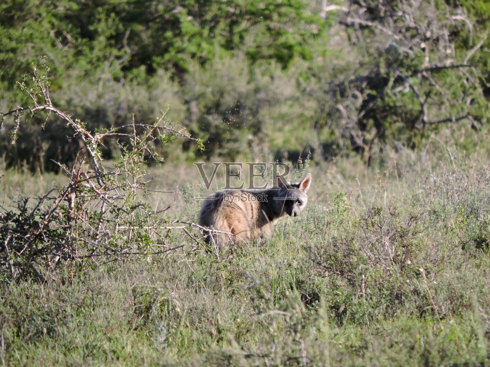 田里的土狼照片摄影图片