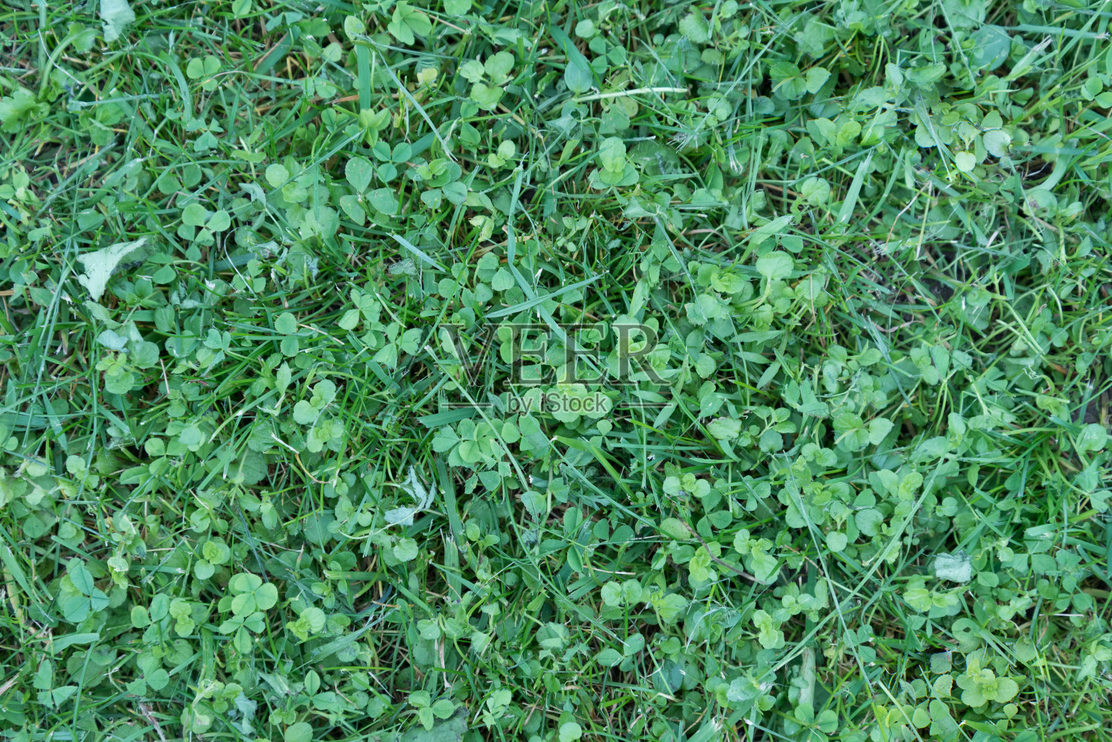 刚割的草，从上面看。绿色的三叶草草坪。背景,纹理照片摄影图片