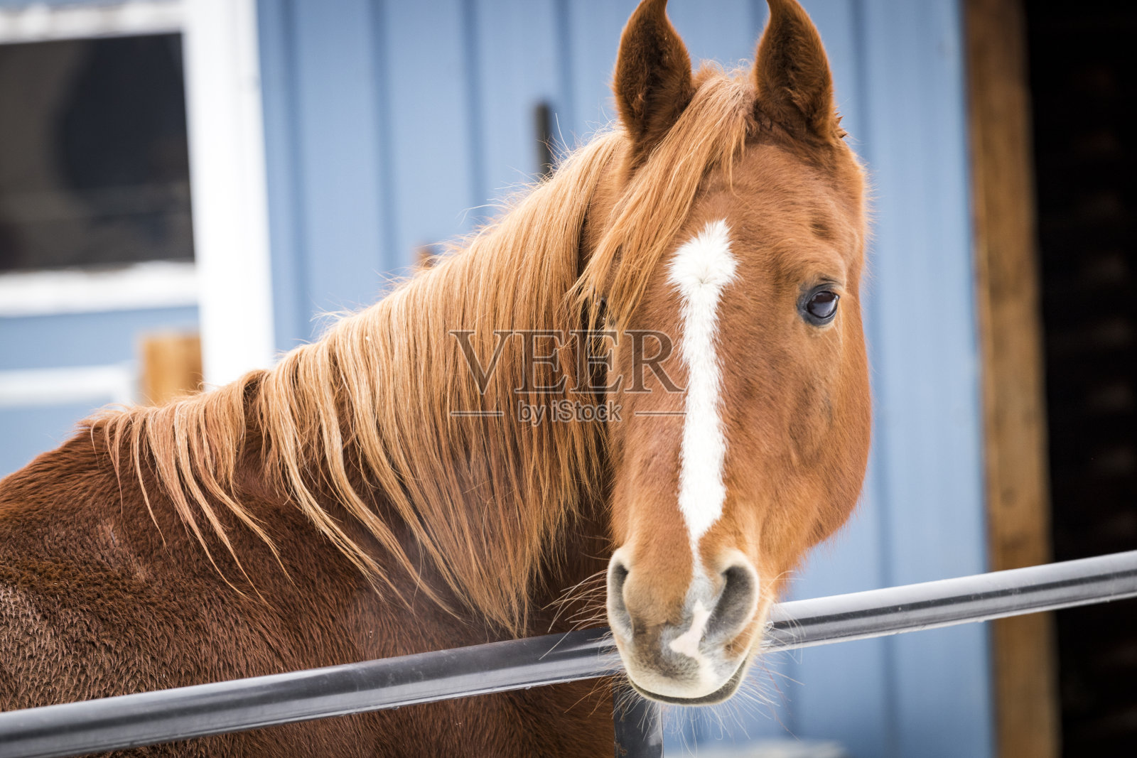 健康的棕色栗子马/酸模马照片摄影图片