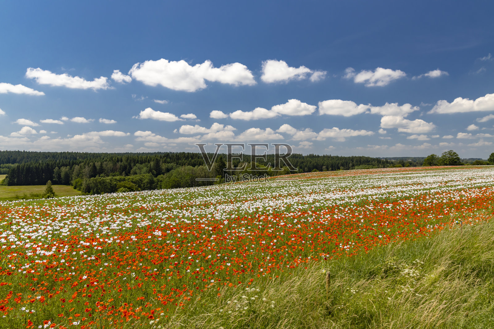捷克共和国Zdar nad Sazavou附近Vysocina的Poppy field照片摄影图片