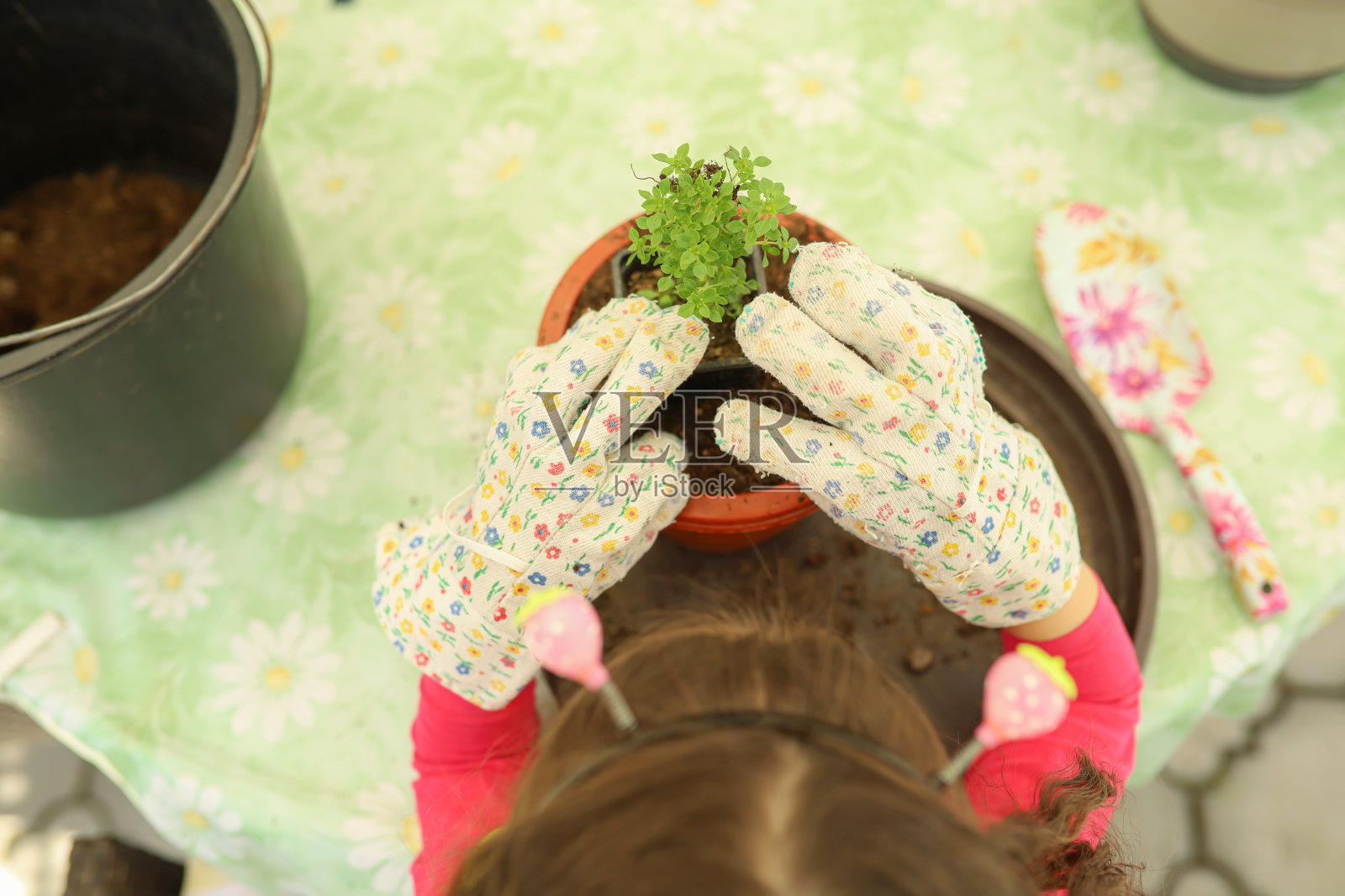 在春天照料植物照片摄影图片