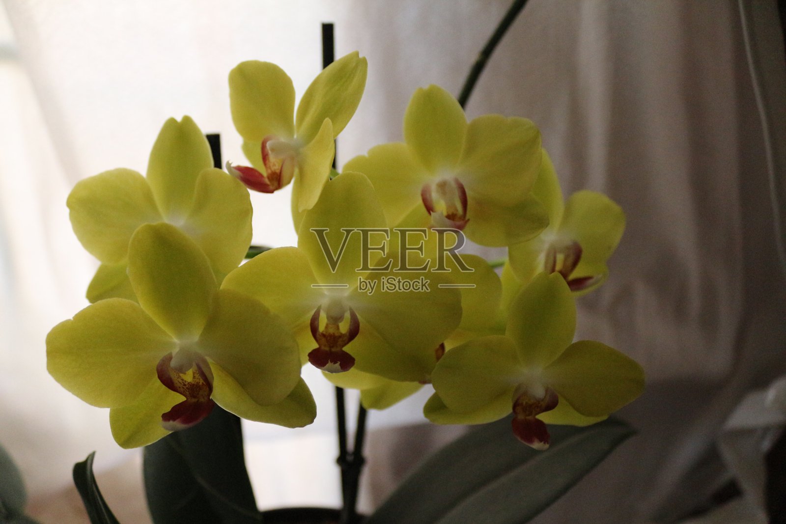 家里种黄色兰花照片摄影图片