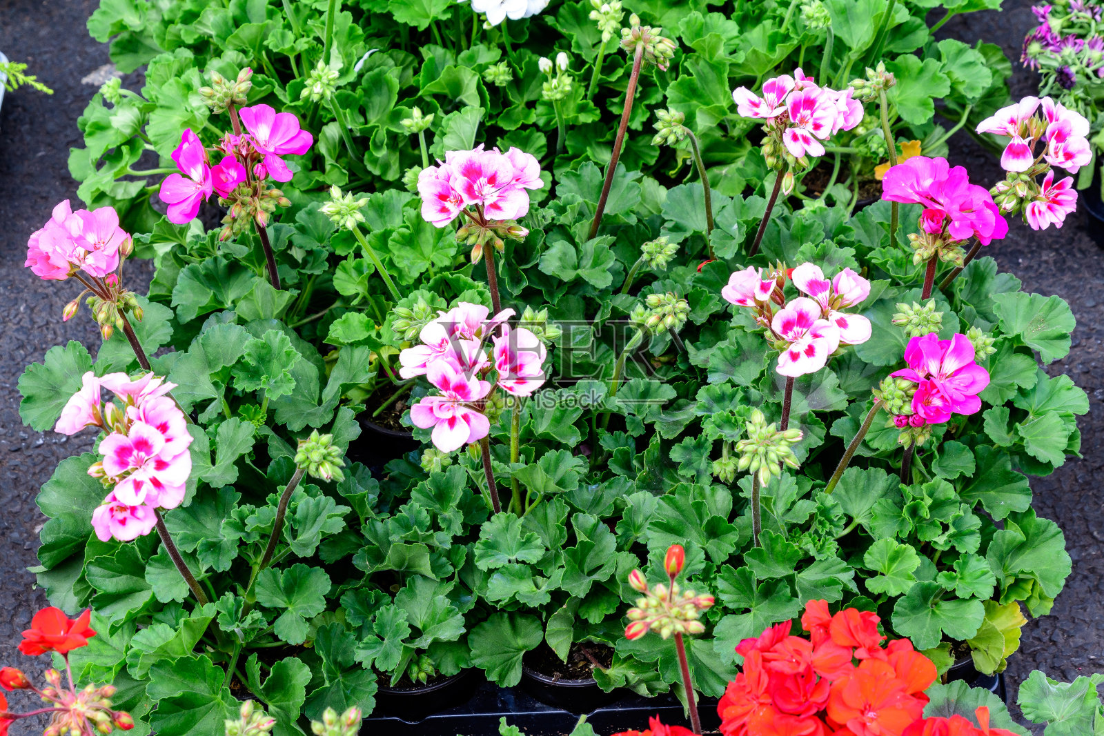 一组鲜艳的粉红色天竺葵花(通常被称为天竺葵，天竺葵或鹳鸟)和新鲜的绿叶在一个阳光明媚的春天花园盆中，多色自然纹理照片摄影图片