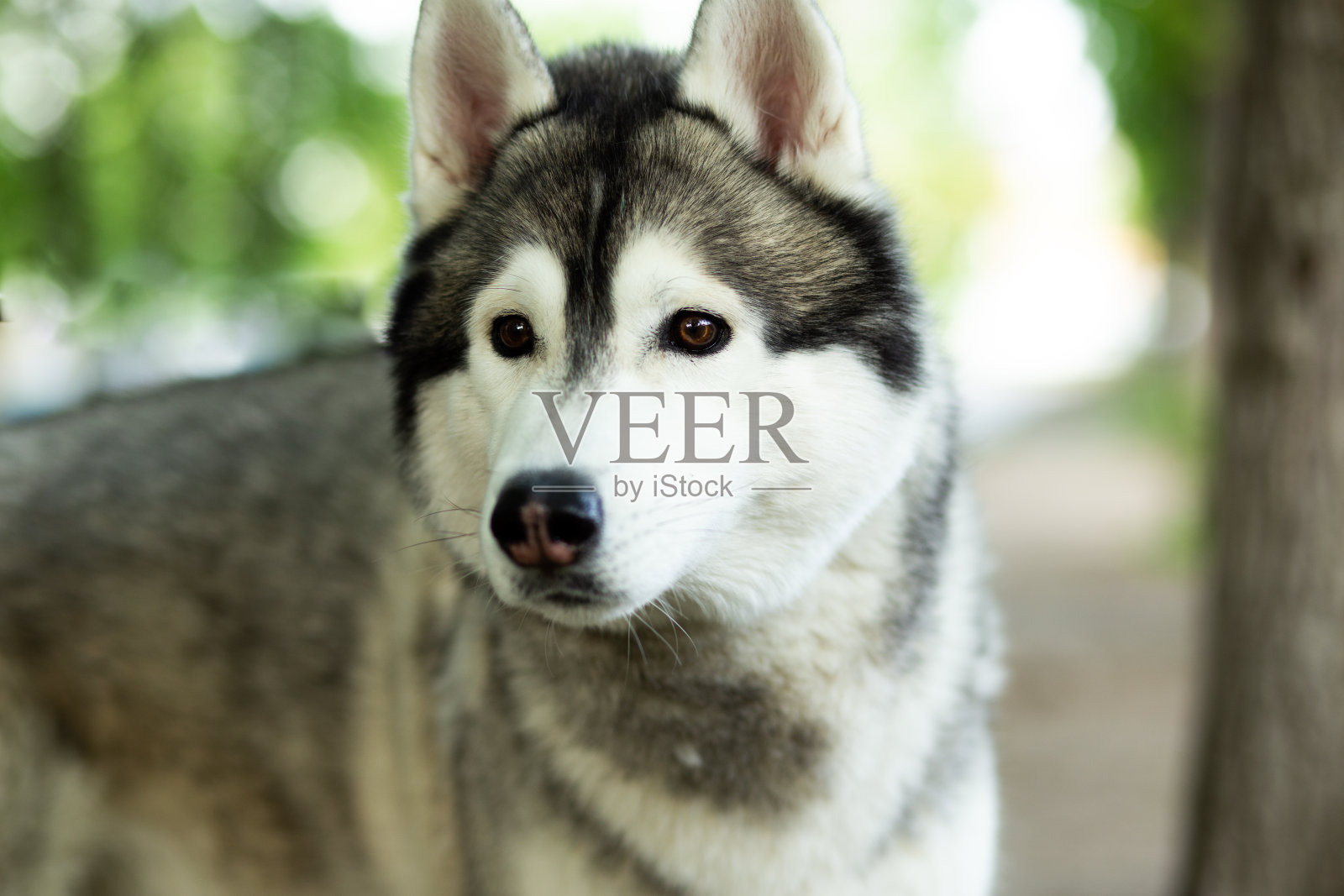 灰色公园里的哈士奇狗照片摄影图片