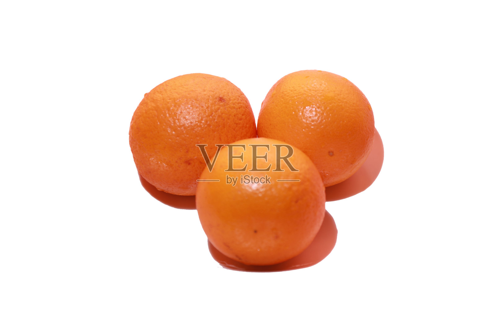 橙色马耳他三白色背景照片摄影图片