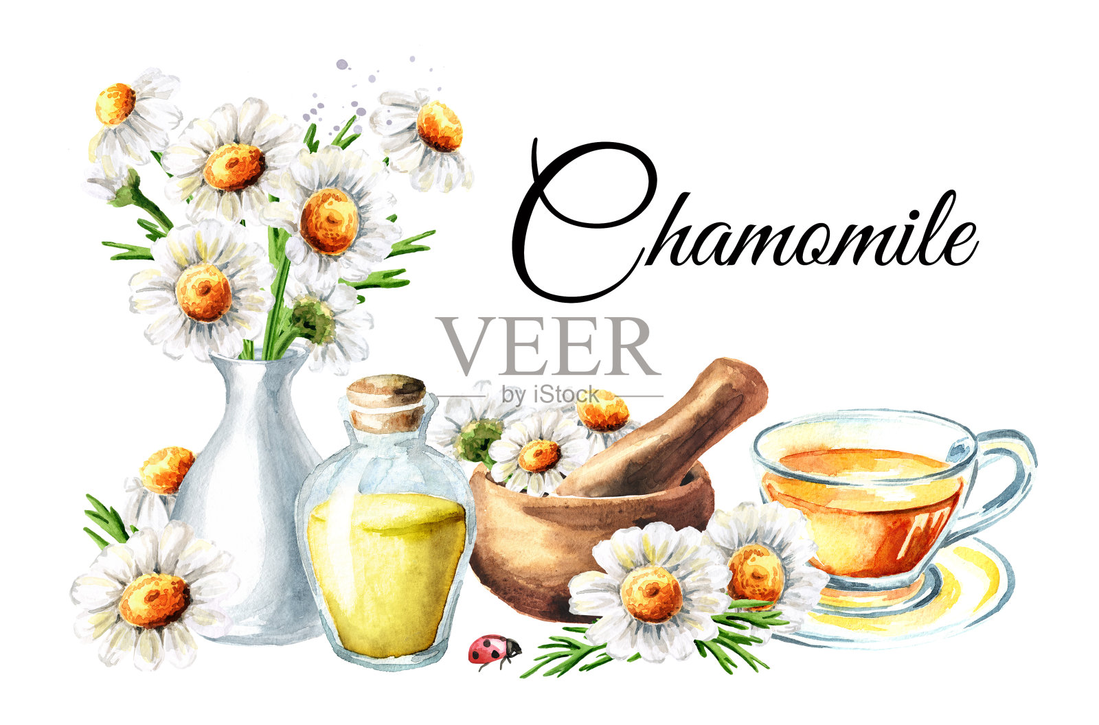 洋甘菊的名片。手绘水彩插图孤立的白色背景插画图片素材