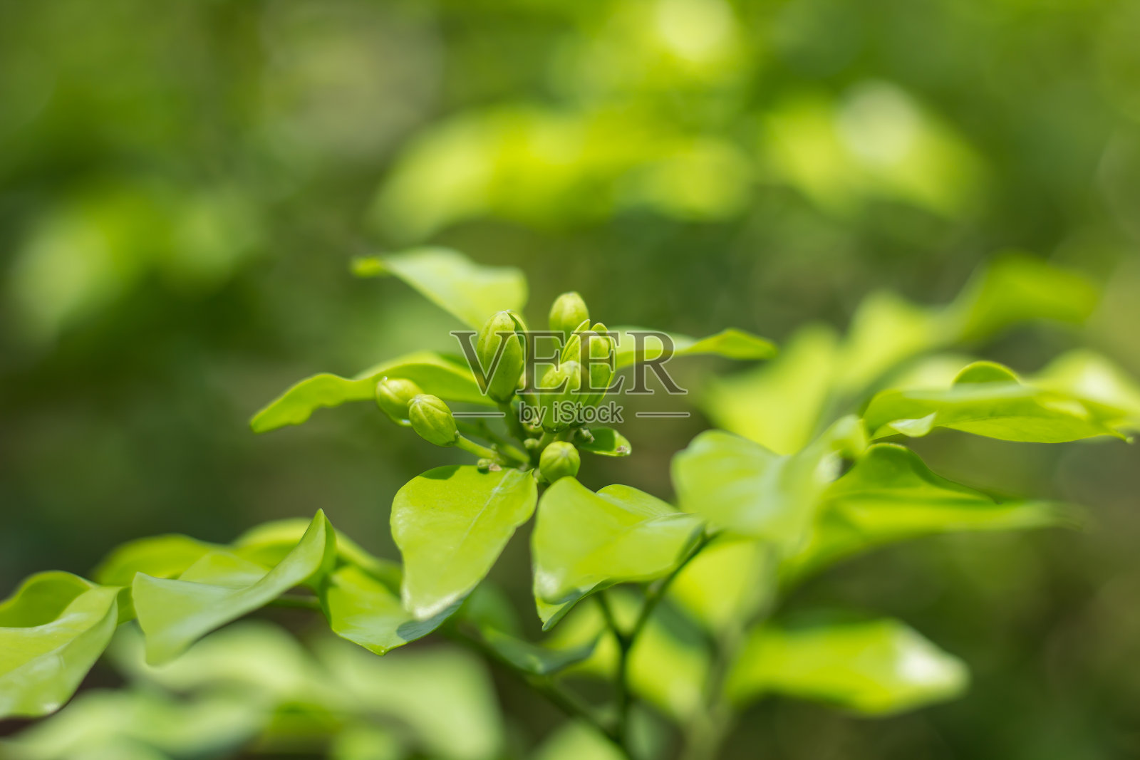 橙色的茉莉花和绿色的叶子照片摄影图片