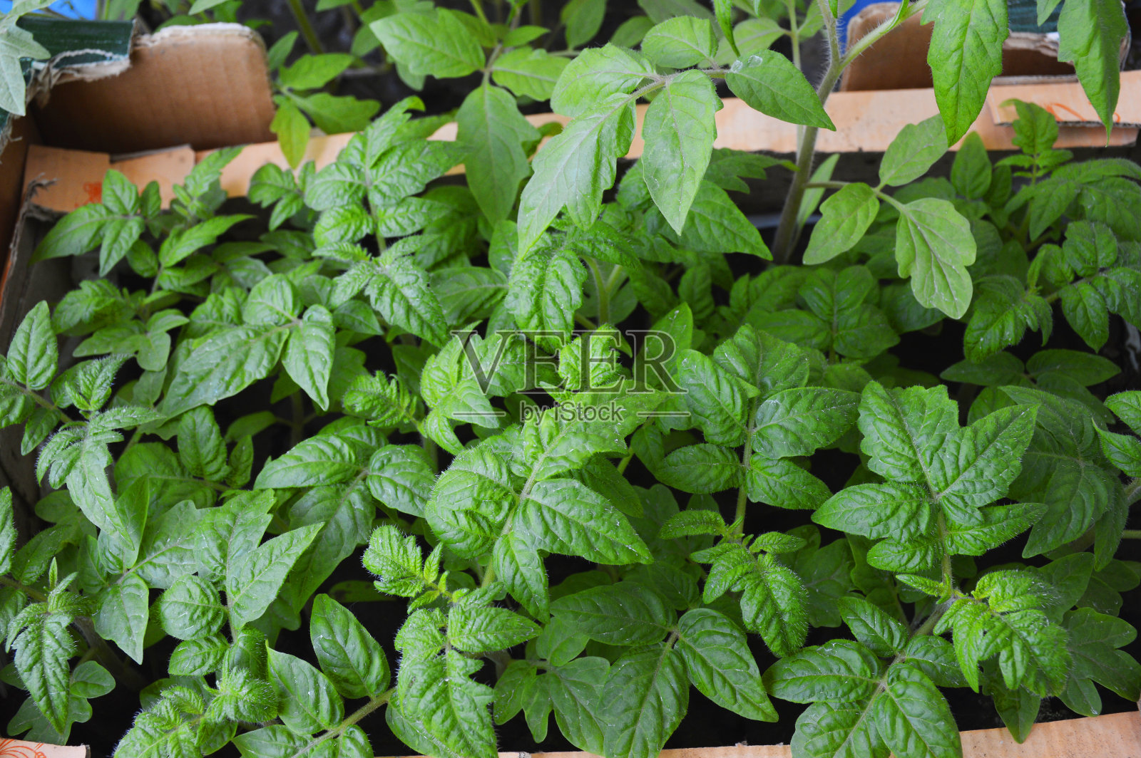 小番茄芽在家里发芽照片摄影图片