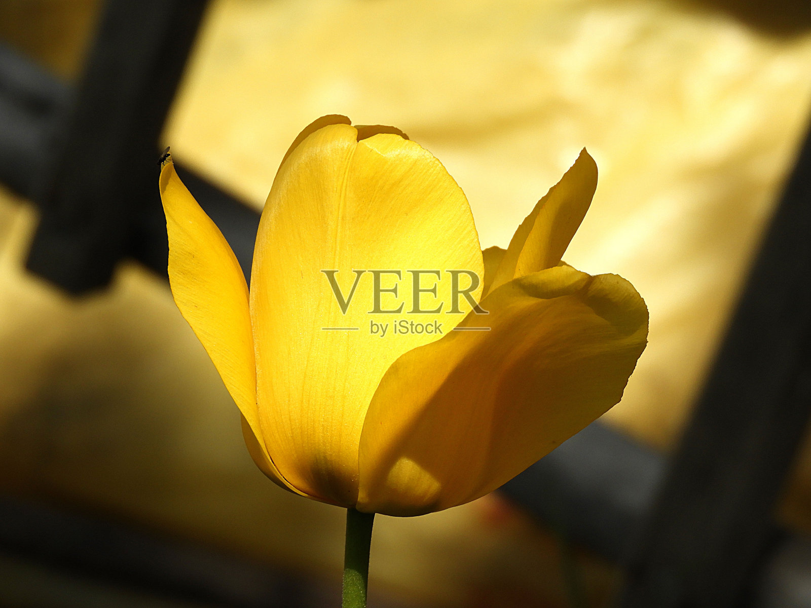 特写郁金香花，天然的黄色郁金香花，照片摄影图片