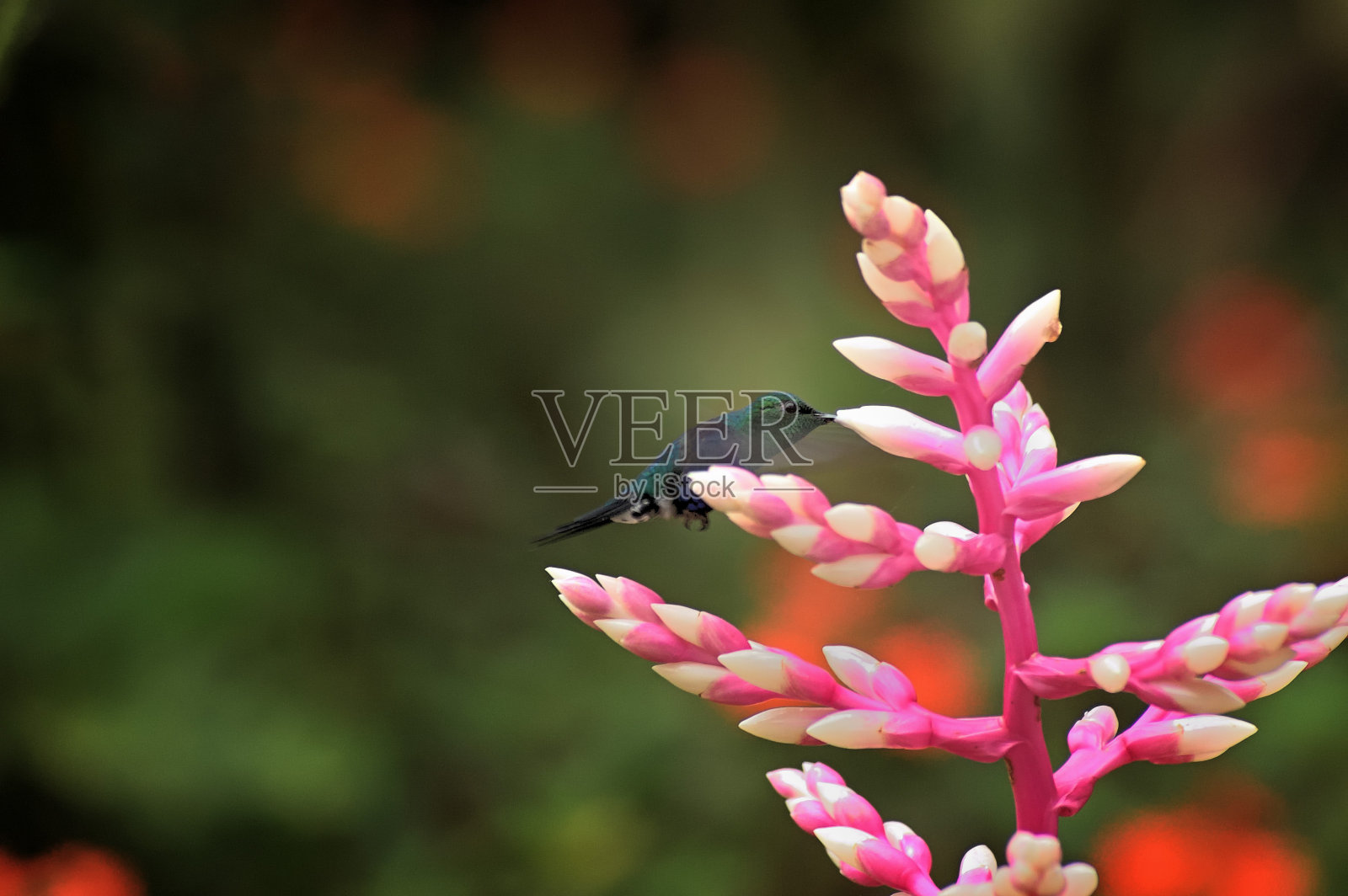 只绿冠宝石峰鸟woodnymph照片摄影图片