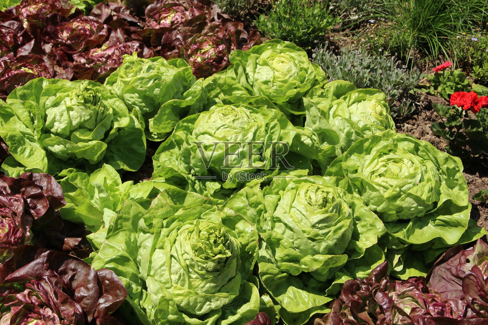 花园里有绿色和红色的沙拉照片摄影图片