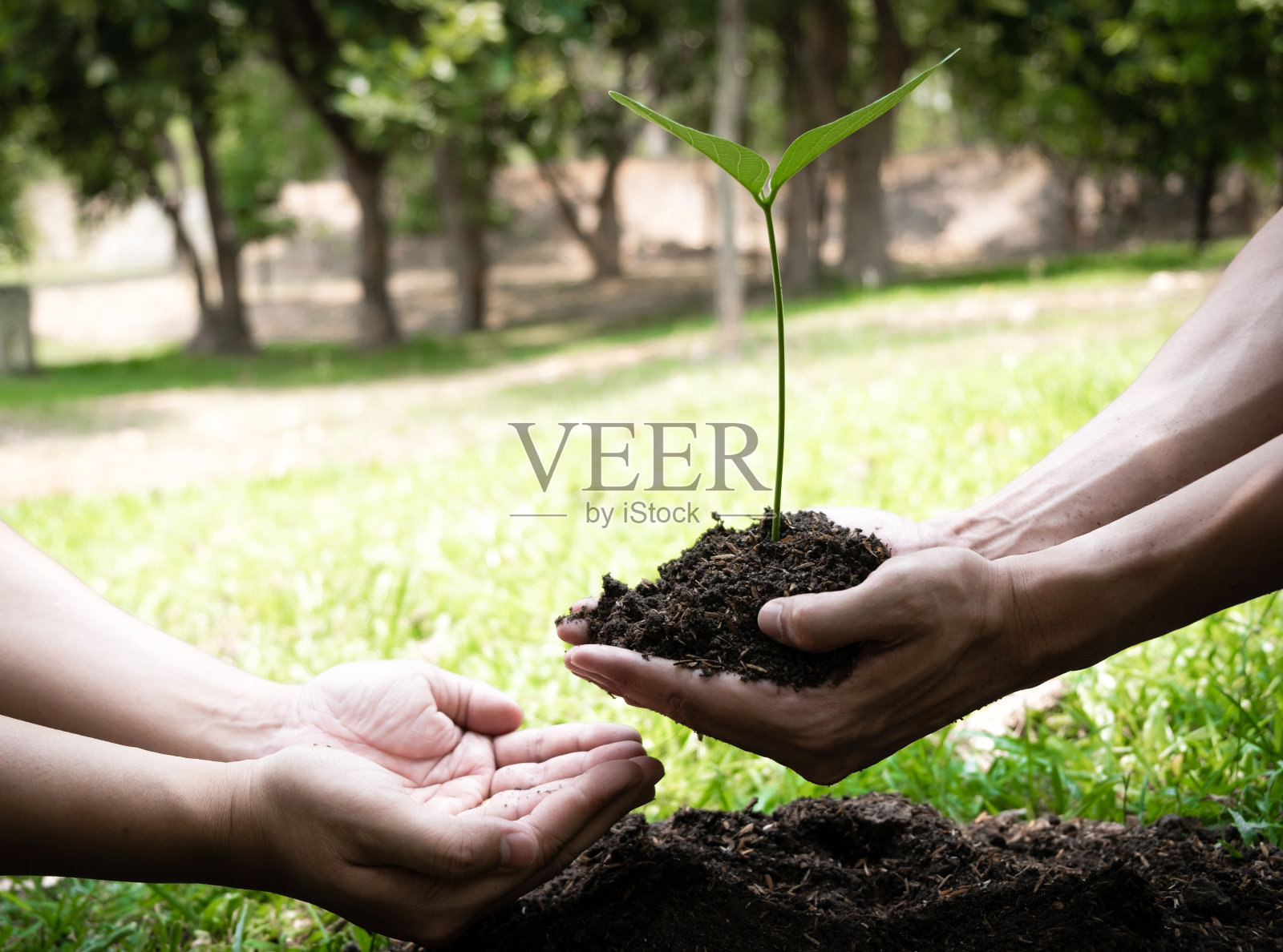 两个年轻人植树保护环境照片摄影图片