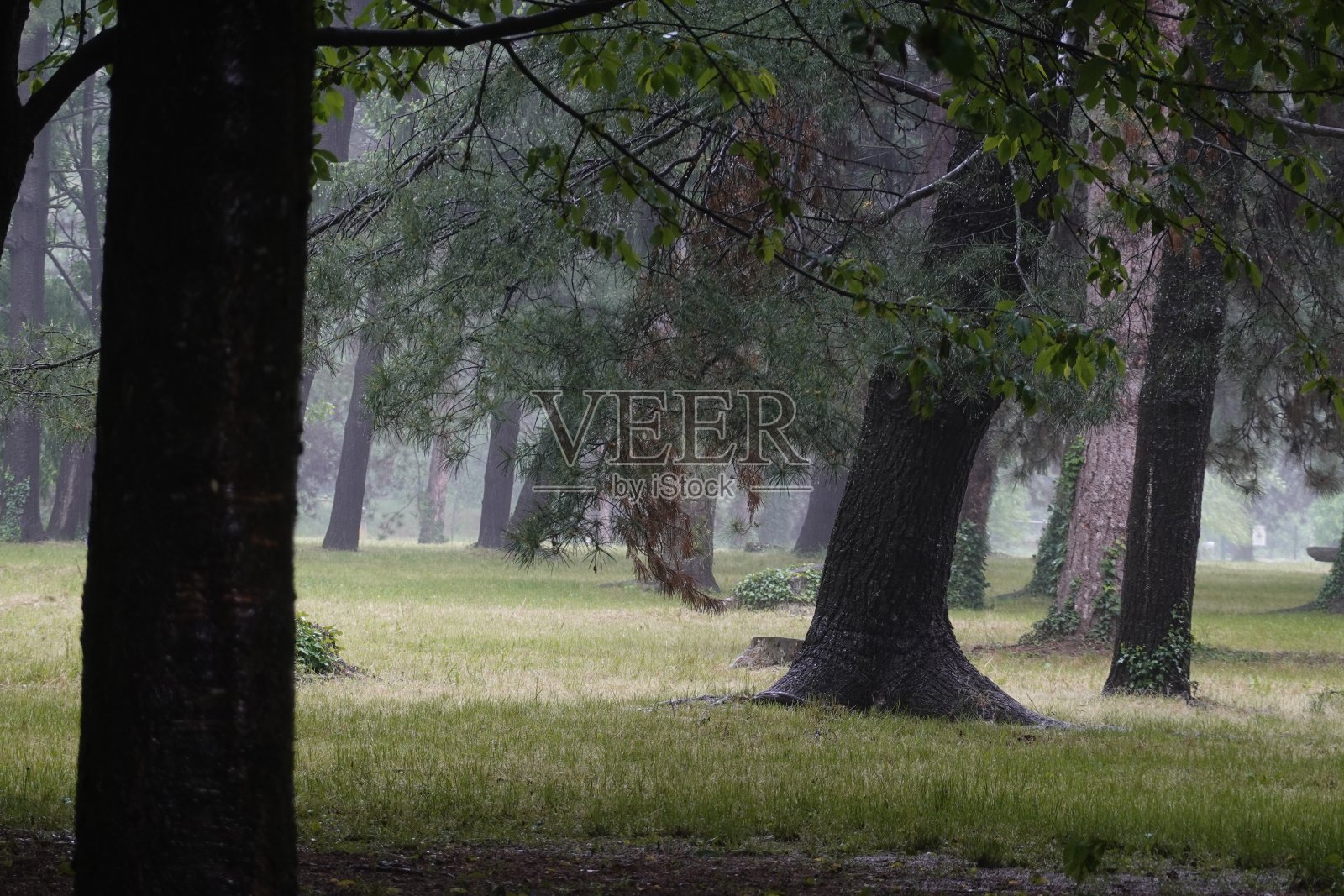 公园里的雨天照片摄影图片