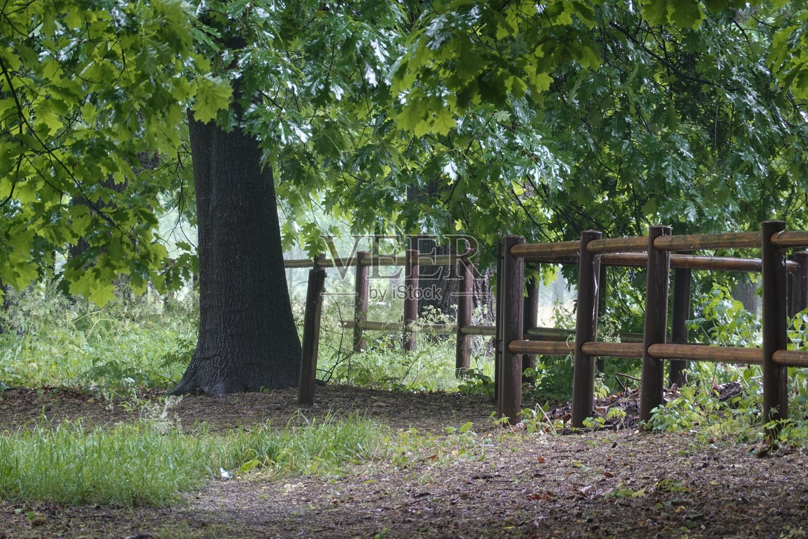 公园里的雨天照片摄影图片