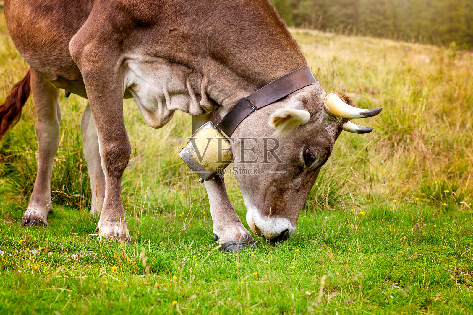 意大利白云石山脉，一头牛犊在草地上吃草。特写镜头照片摄影图片