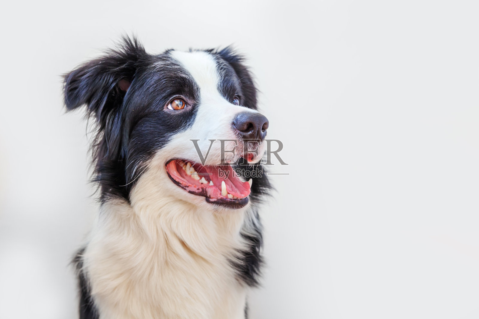 有趣的工作室肖像可爱的微笑小狗狗边境牧羊犬孤立在白色的背景。新的可爱的家庭成员小狗凝视和等待奖励。宠物护理和动物概念照片摄影图片