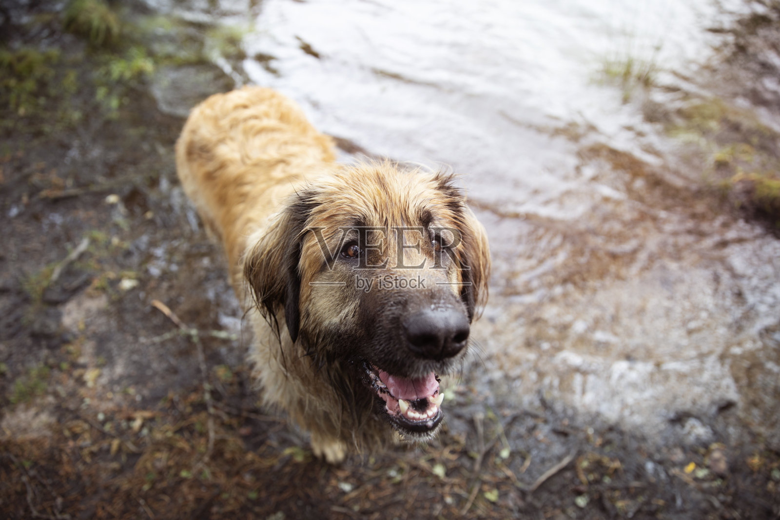 莱昂伯格狗准备游泳照片摄影图片