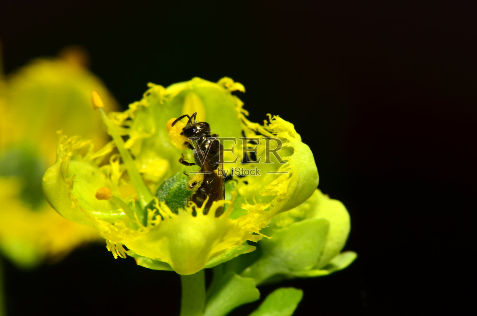 蜜蜂在花朵照片摄影图片