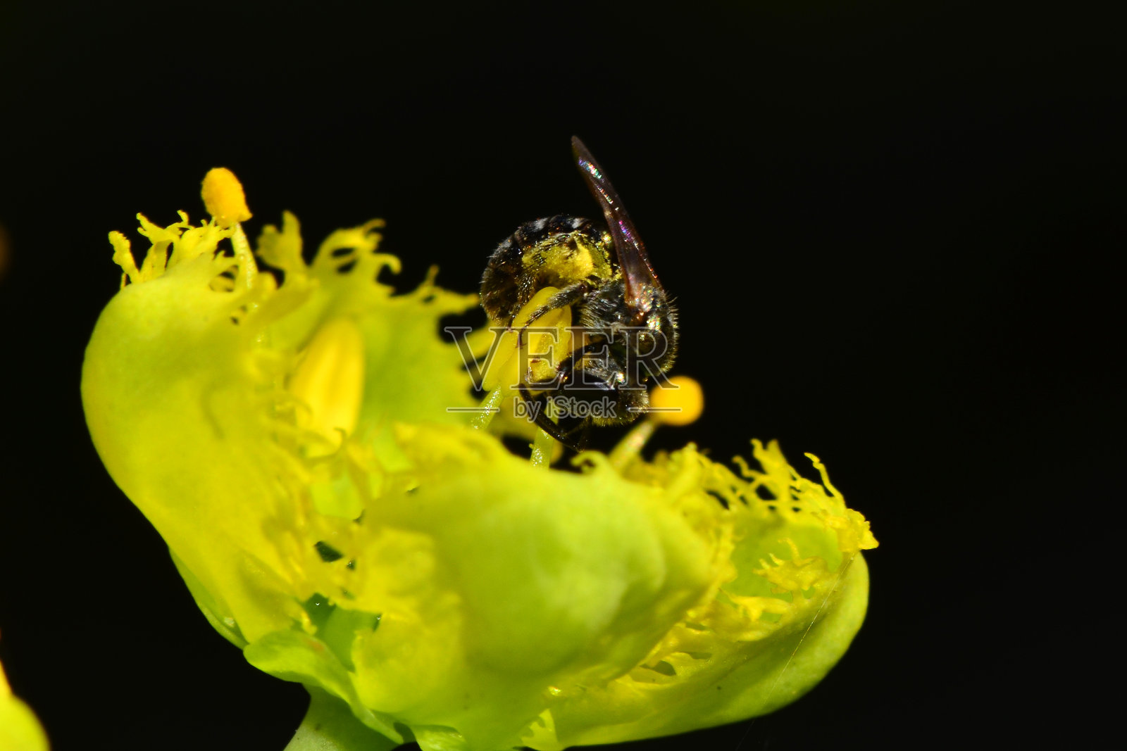 蜜蜂在花朵照片摄影图片