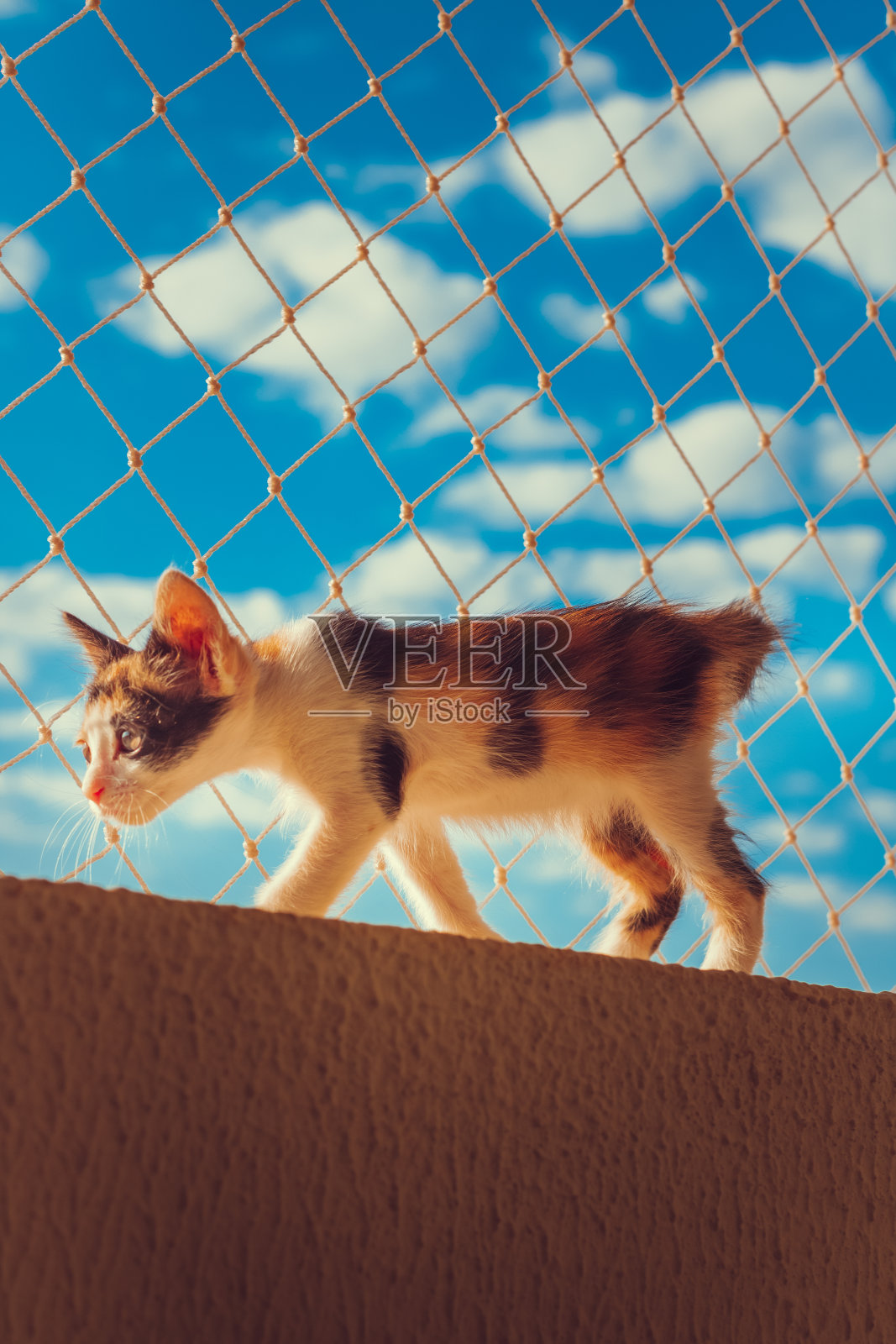 小狗猫在花阳台公寓的背景照片摄影图片