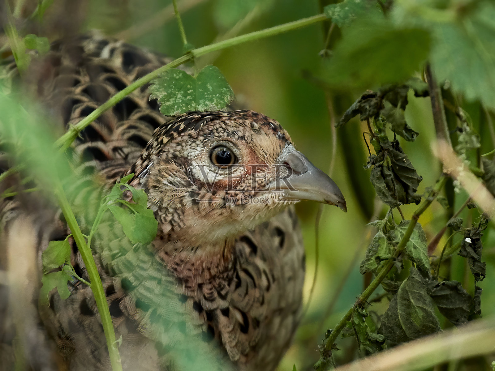 普通雉照片摄影图片