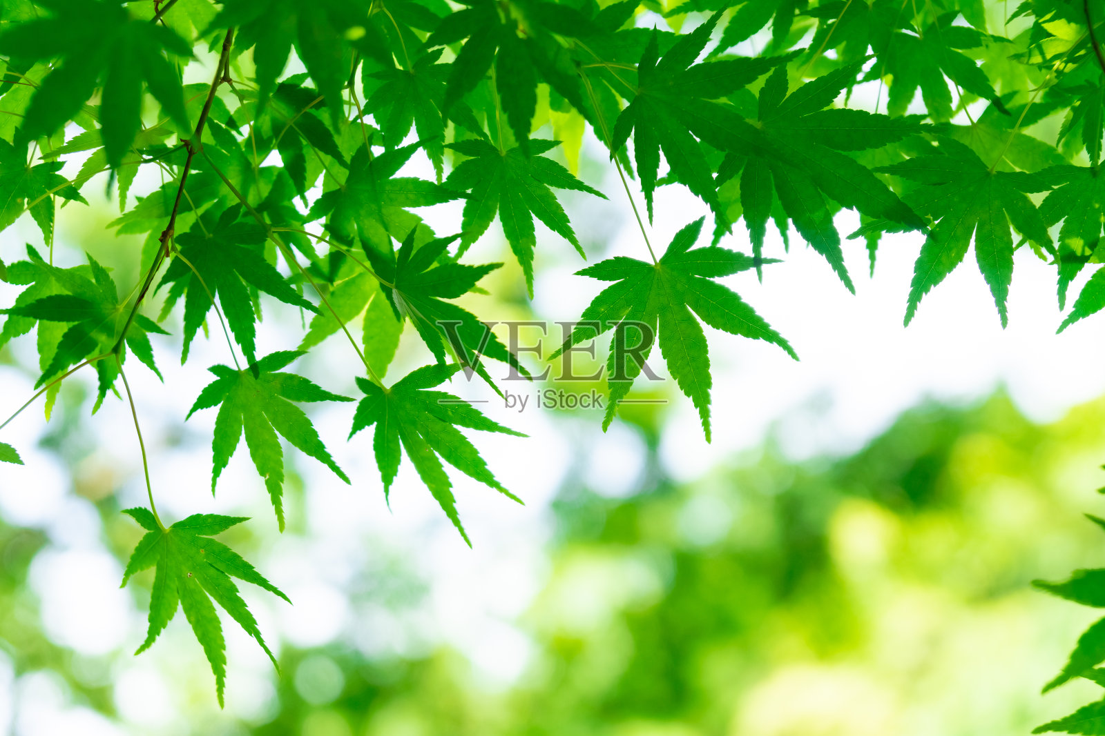 日本枫树叶，春天绿色照片摄影图片