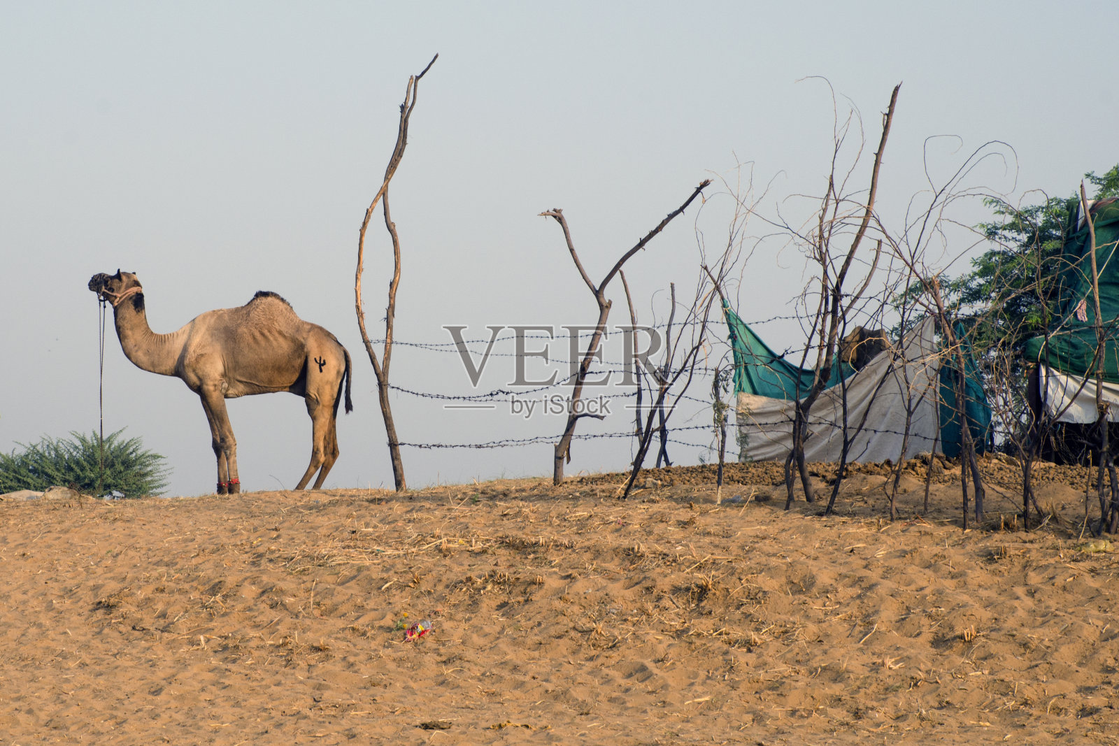 普什卡集市上孤独的骆驼照片摄影图片