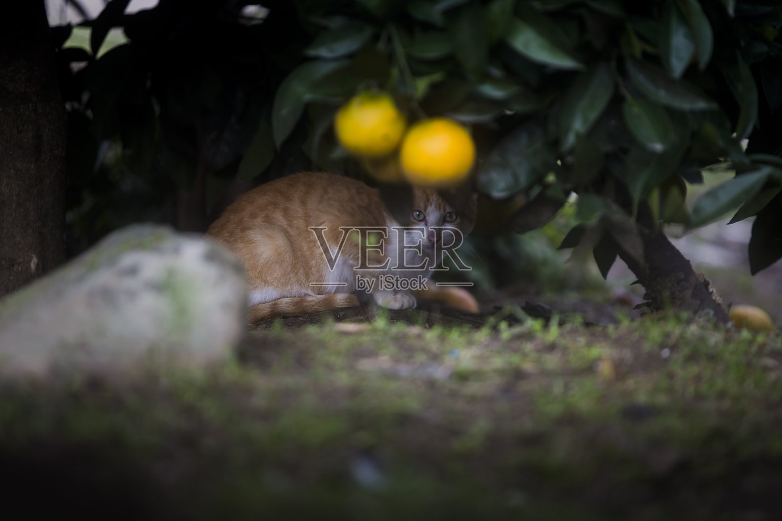 猫惊恐地躲在一棵桔子树下。照片摄影图片