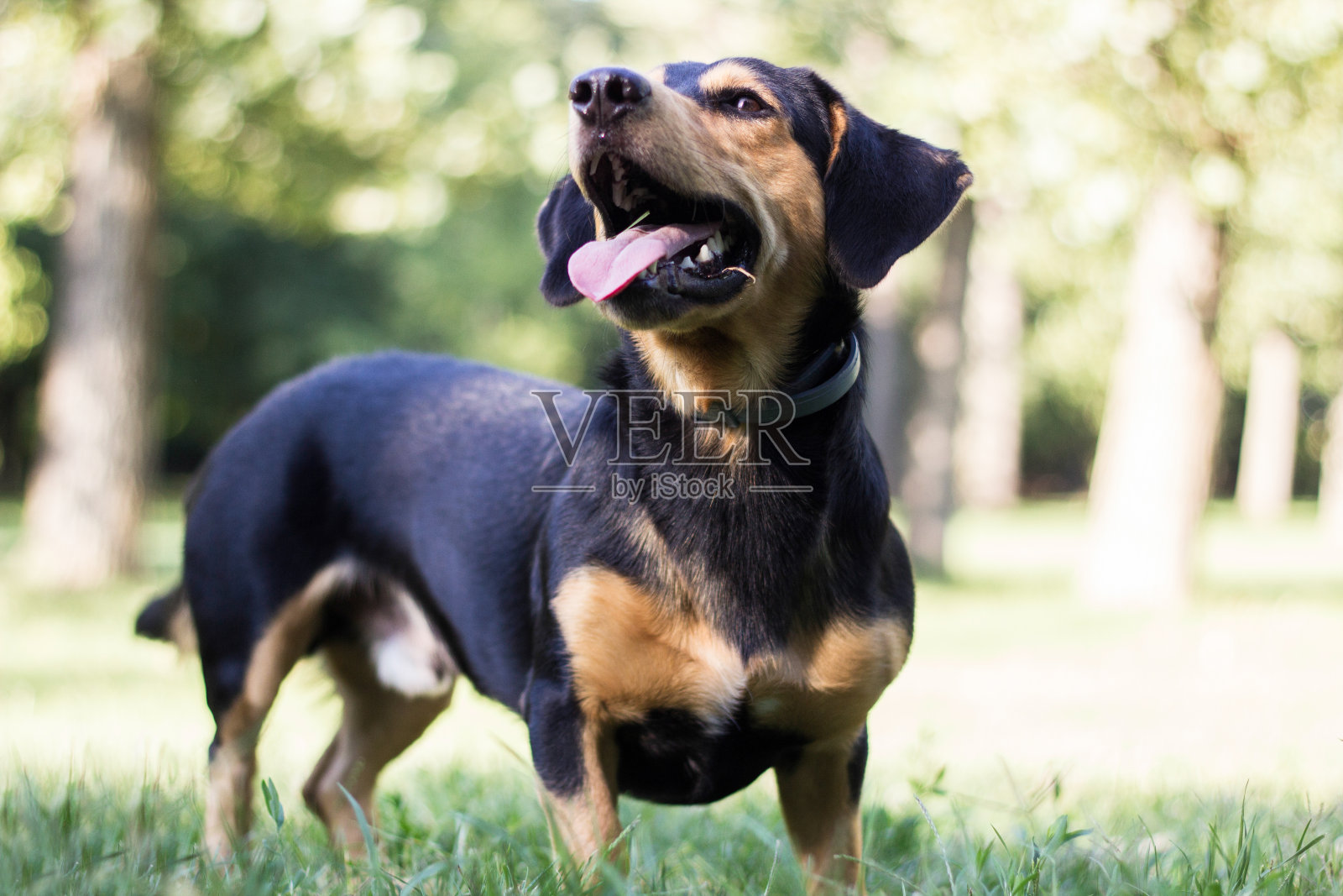 可爱的狗狗画像照片摄影图片