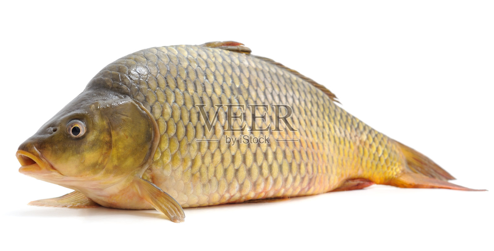 新鲜的大鲤鱼。照片摄影图片