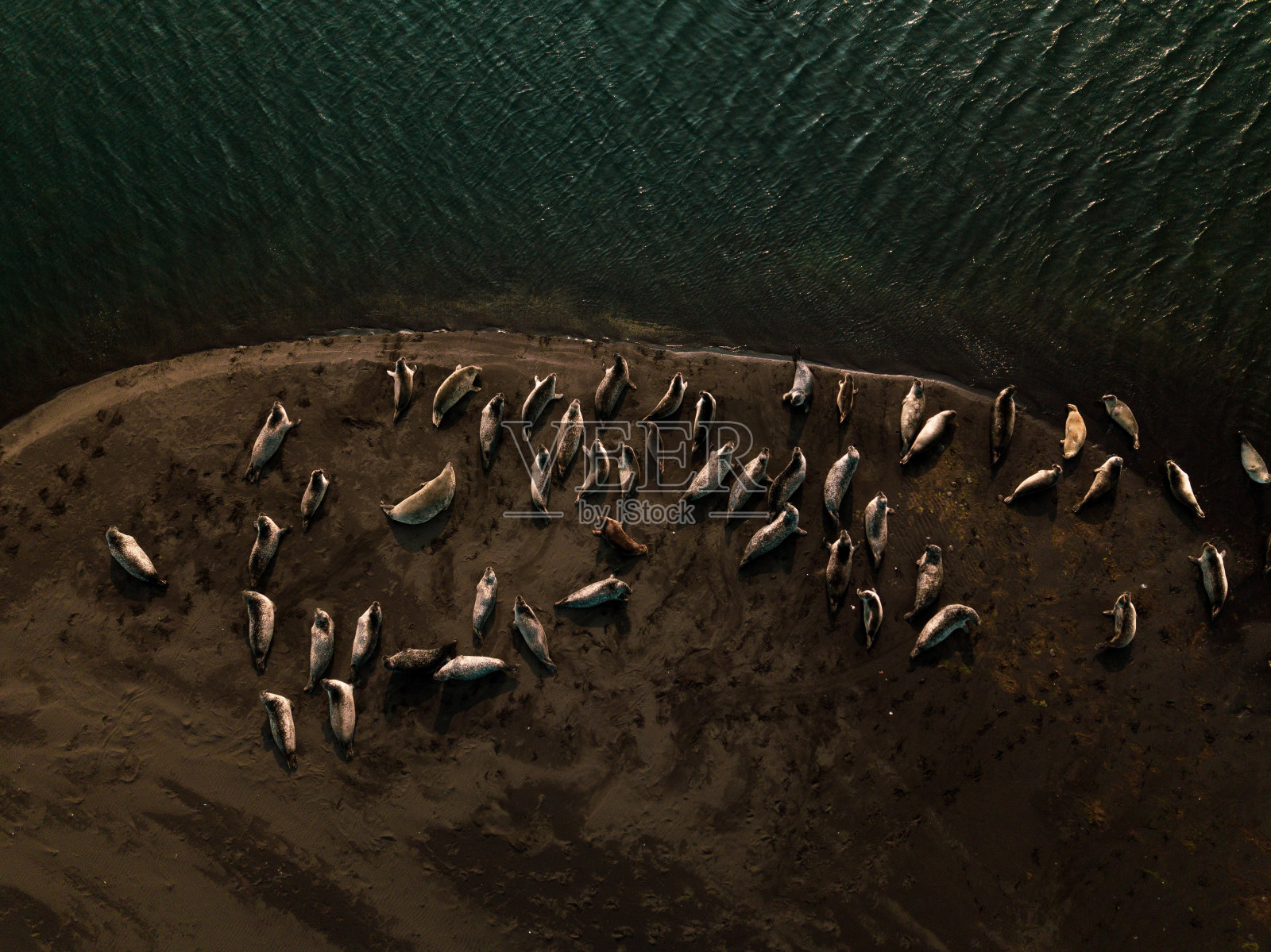 美丽的海狮躺在冰岛峡湾的岩石岸边照片摄影图片