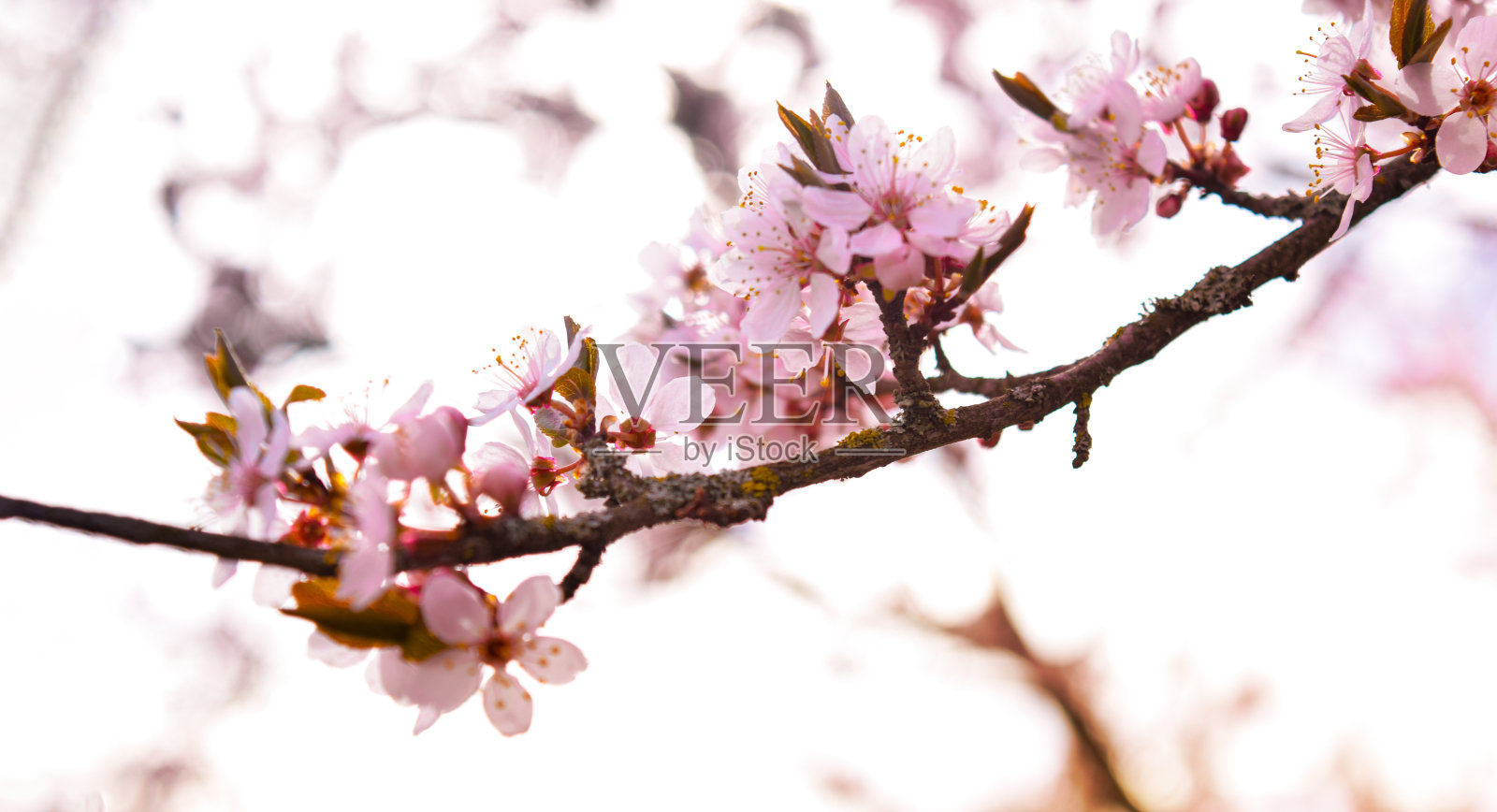美丽的樱花盛开的日本樱花。背景与鲜花在春天的一天。照片摄影图片