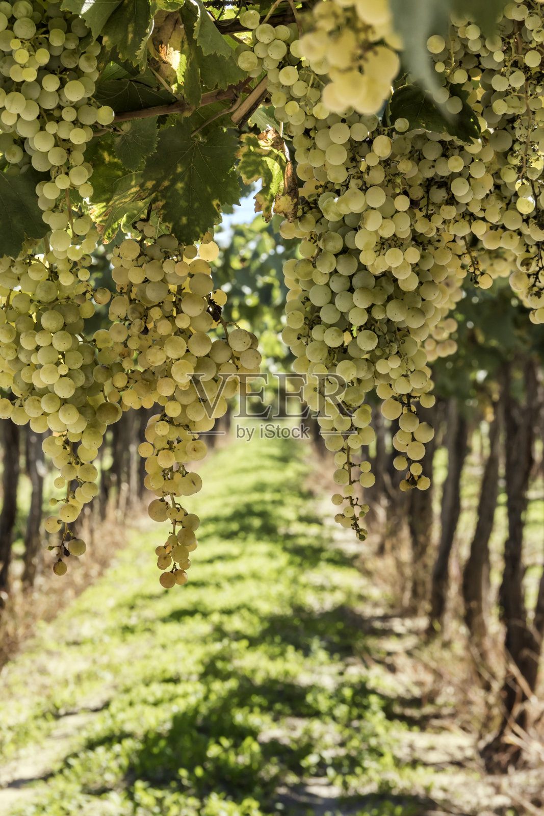 成串的霞多丽葡萄。照片摄影图片