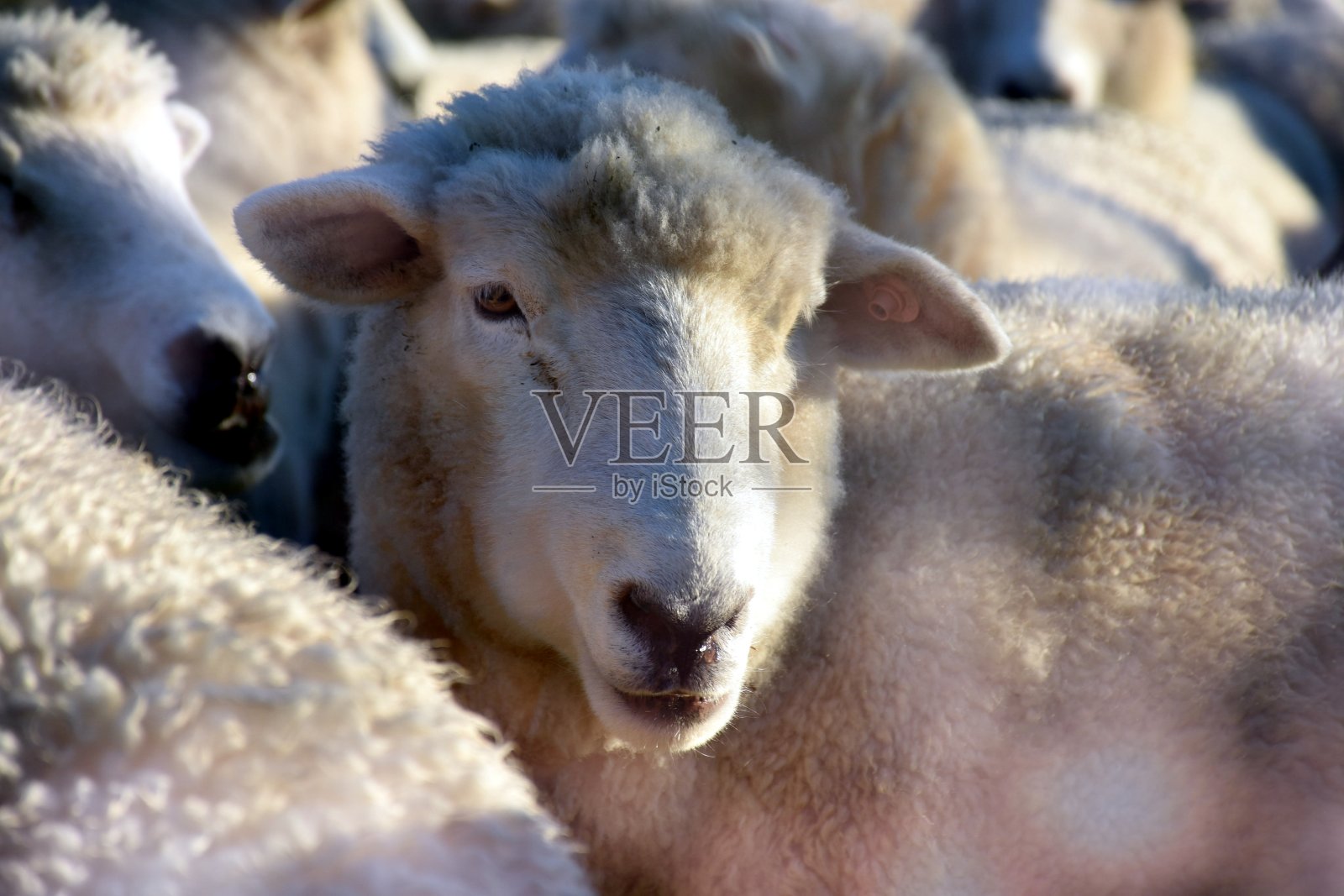 弱光下的羊和太阳耀斑照片摄影图片