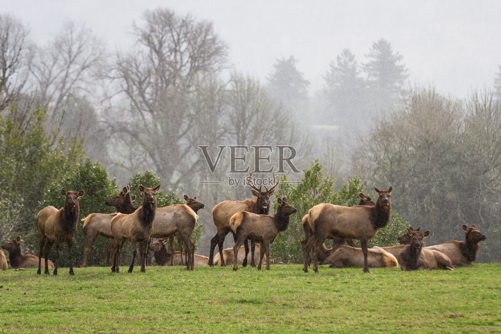 俄勒冈州南部海岸的麋鹿照片摄影图片