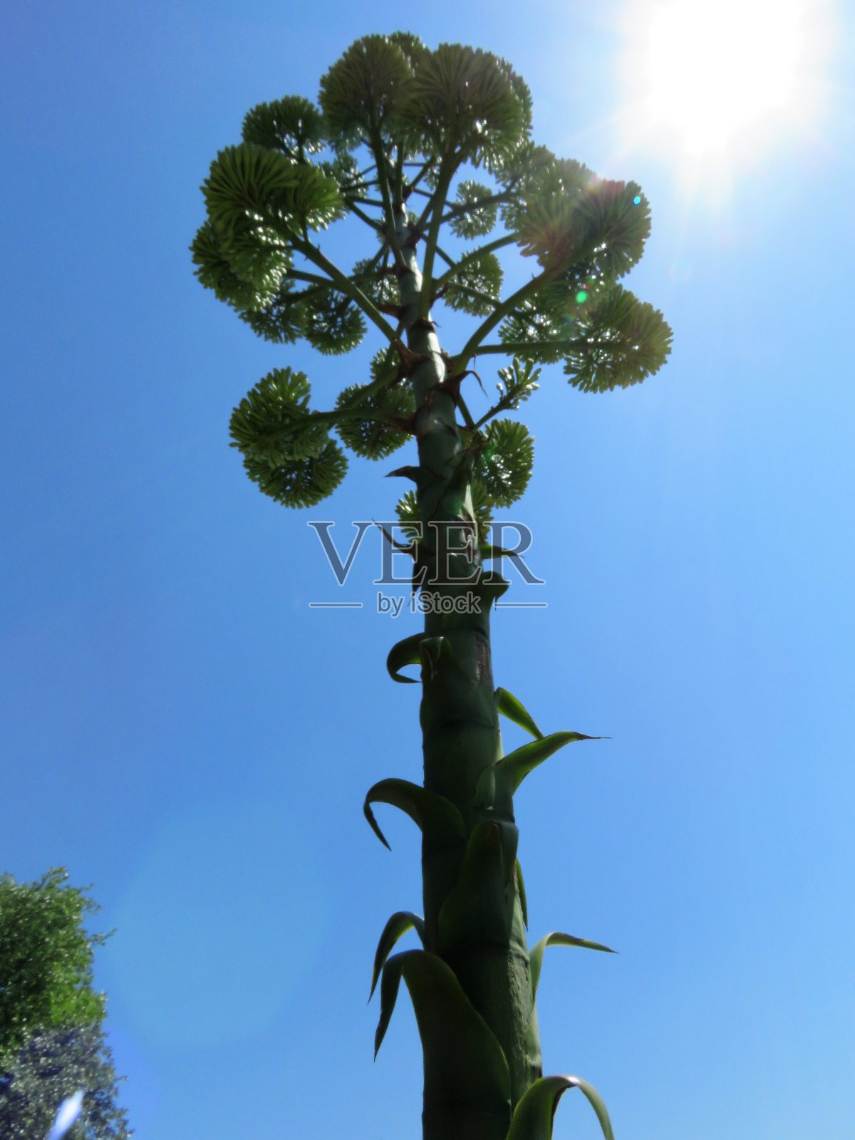 美洲龙舌兰，哨兵植物，世纪植物，马奎，开花的美国芦荟照片摄影图片