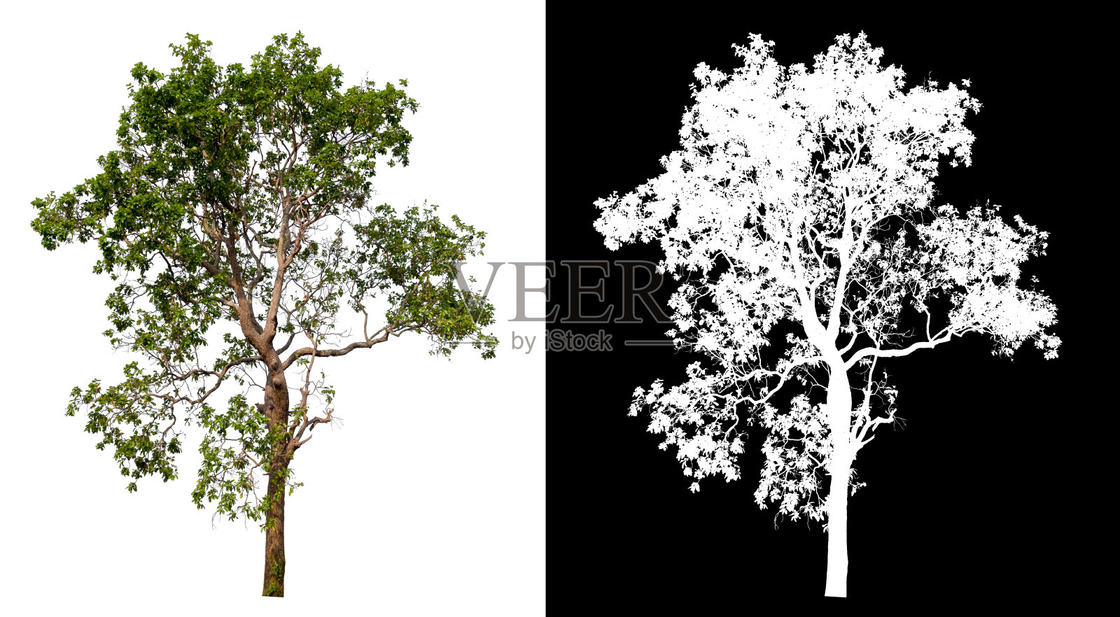 孤立的单一树在白色背景与剪切路径照片摄影图片