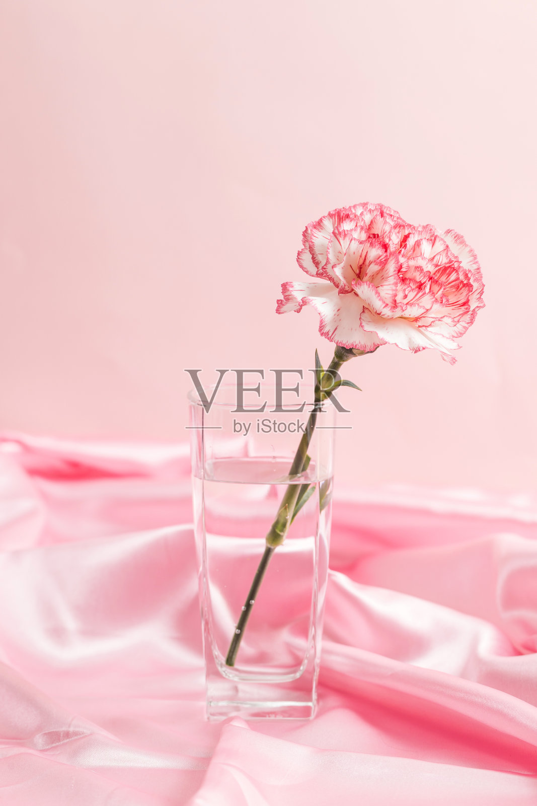 美丽盛开的康乃馨照片摄影图片