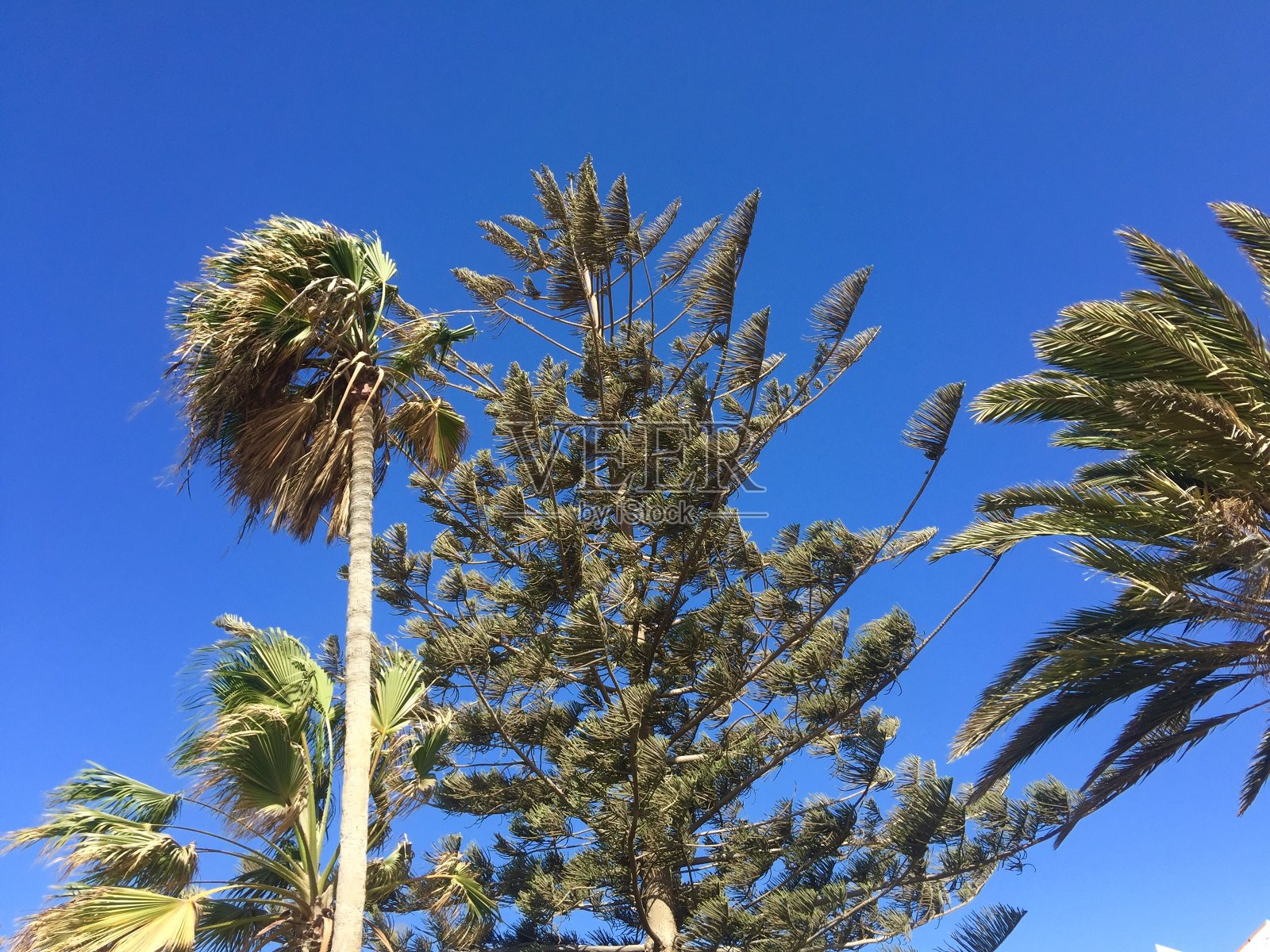 手掌和松树照片摄影图片