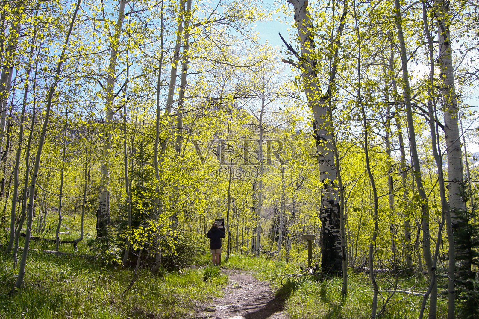 在科罗拉多山脉徒步旅行的女人。照片摄影图片