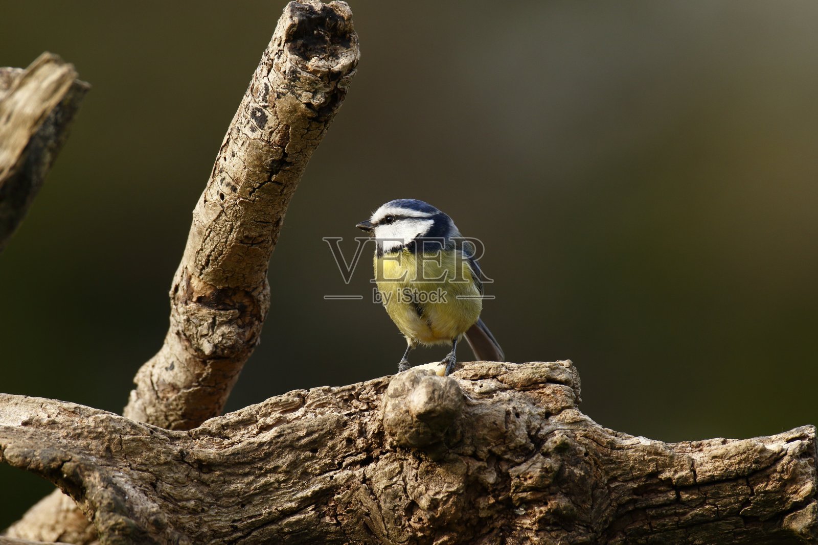 蓝冠山雀,照片摄影图片