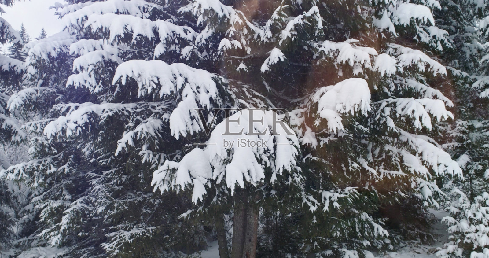 无人机拍摄白雪覆盖的树木，鸟瞰大自然美丽的欧洲松林山，季节旅行白皑皑的自然田园诗照片摄影图片