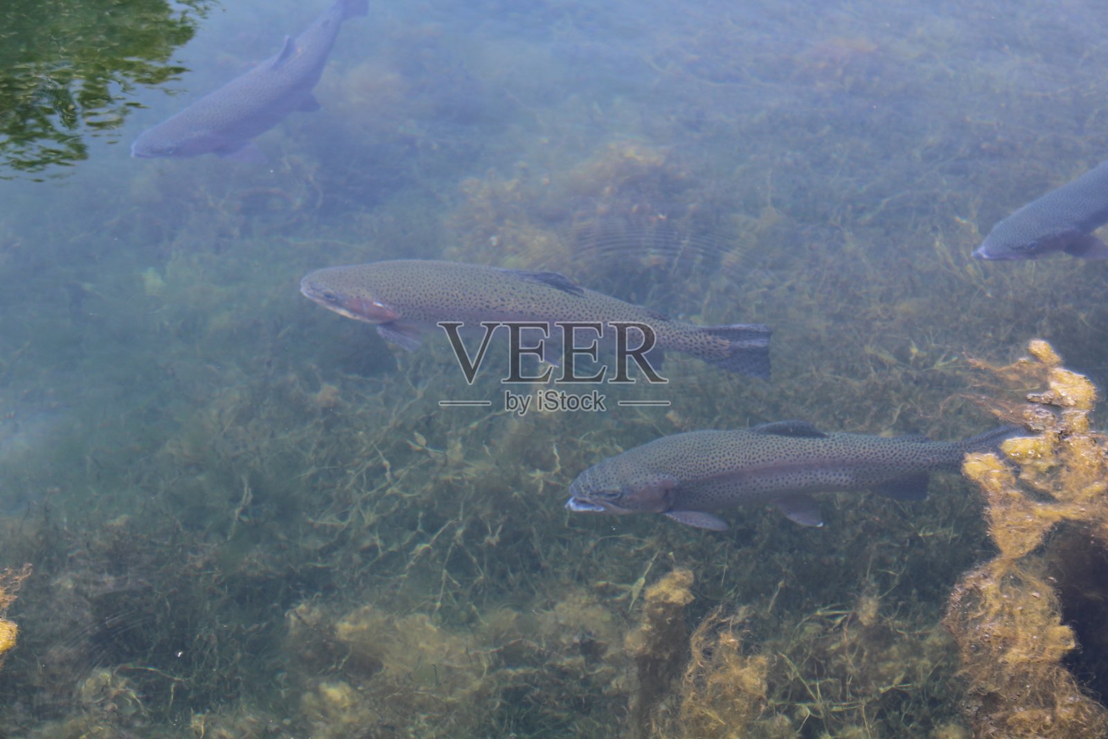 鳟鱼在池塘照片摄影图片