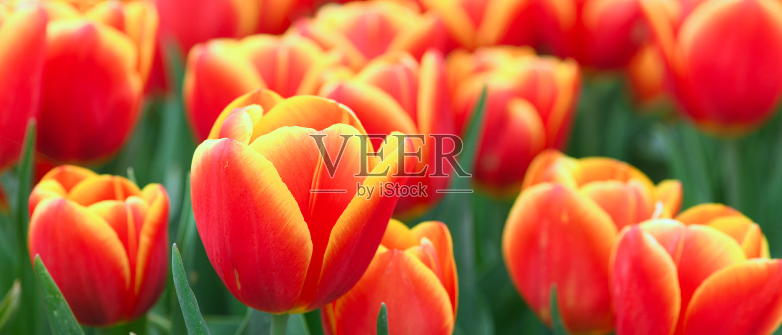 美丽的近距离从重红色和黄色的郁金香花在荷兰花坛在春天。漂亮的开花明信片或问候照片摄影图片