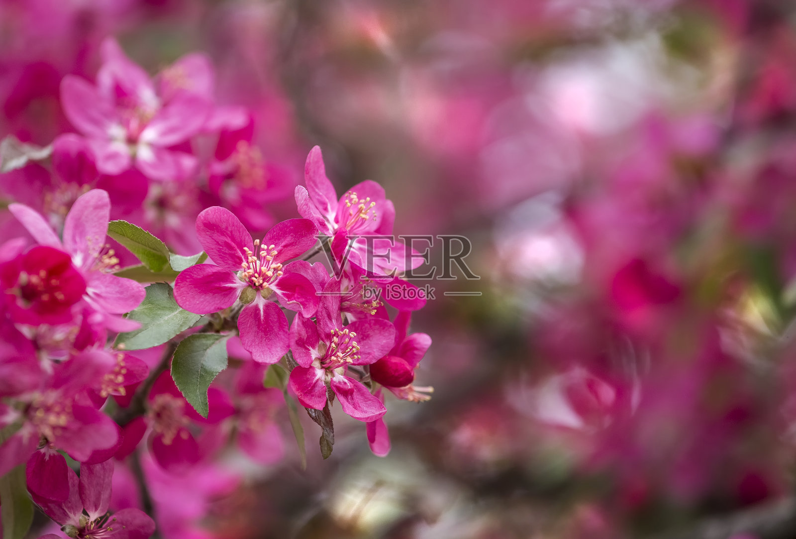 在植物园中盛开的一株天堂苹果树或山楂树的鲜艳紫红色。春天开花的苹果树。一棵盛开着红色花朵的苹果树的树枝特写照片摄影图片